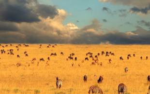 Serengeti Moody Sky - Africa Overland Safaris - Africa Lodge Safaris - Africa Tours - On The Go Tour