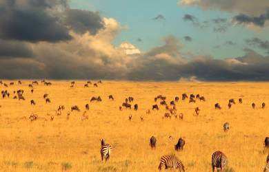 Serengeti | Tanzania | Africa