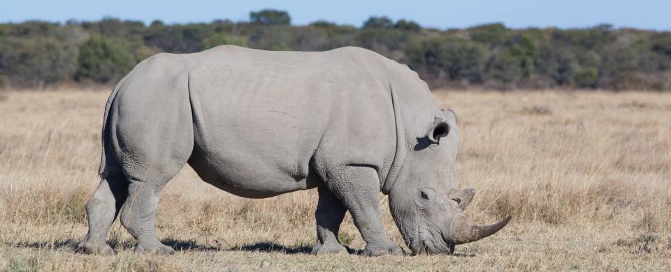 One of the protected rhinos of the Khama Rhino Sanctuary in Serowe