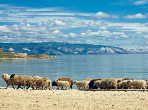 Sheep Lake Baikal - Trans-siberian Railway Journeys - On The Go Tours