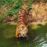 Tiger tracking | India