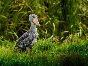 Shoebill stork - Zambia