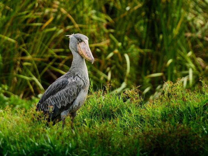 Shoebill stork - Zambia