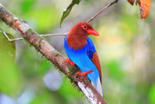 Sinharaja Forest Reserve - Sri Lanka - On The Go Tours