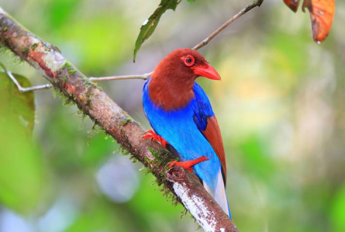 Sinharaja Forest Reserve - Sri Lanka - On The Go Tours
