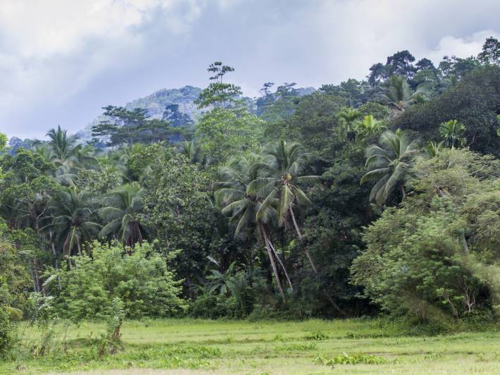 Sinharaja Forest Reserve - Sri Lanka - On The Go Tours