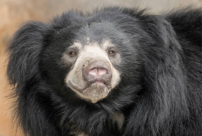Sloth bear - Wildlife of Sri Lanka - On The Go Tours