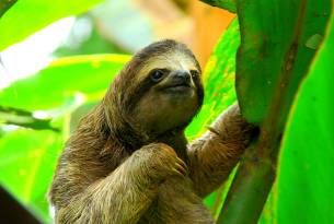 Sloth in Costa Rica - Wildlife Guide - On The Go Tours