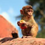 Small monkey in Kathmandu | Nepal 