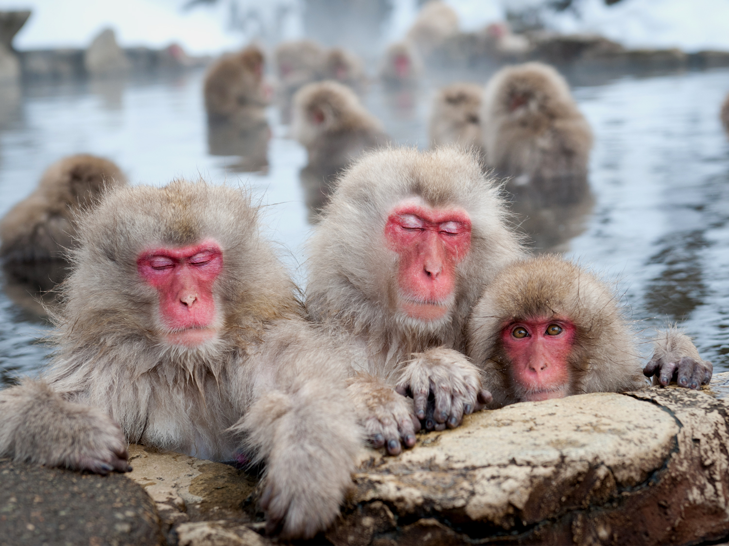 Snow Monkeys