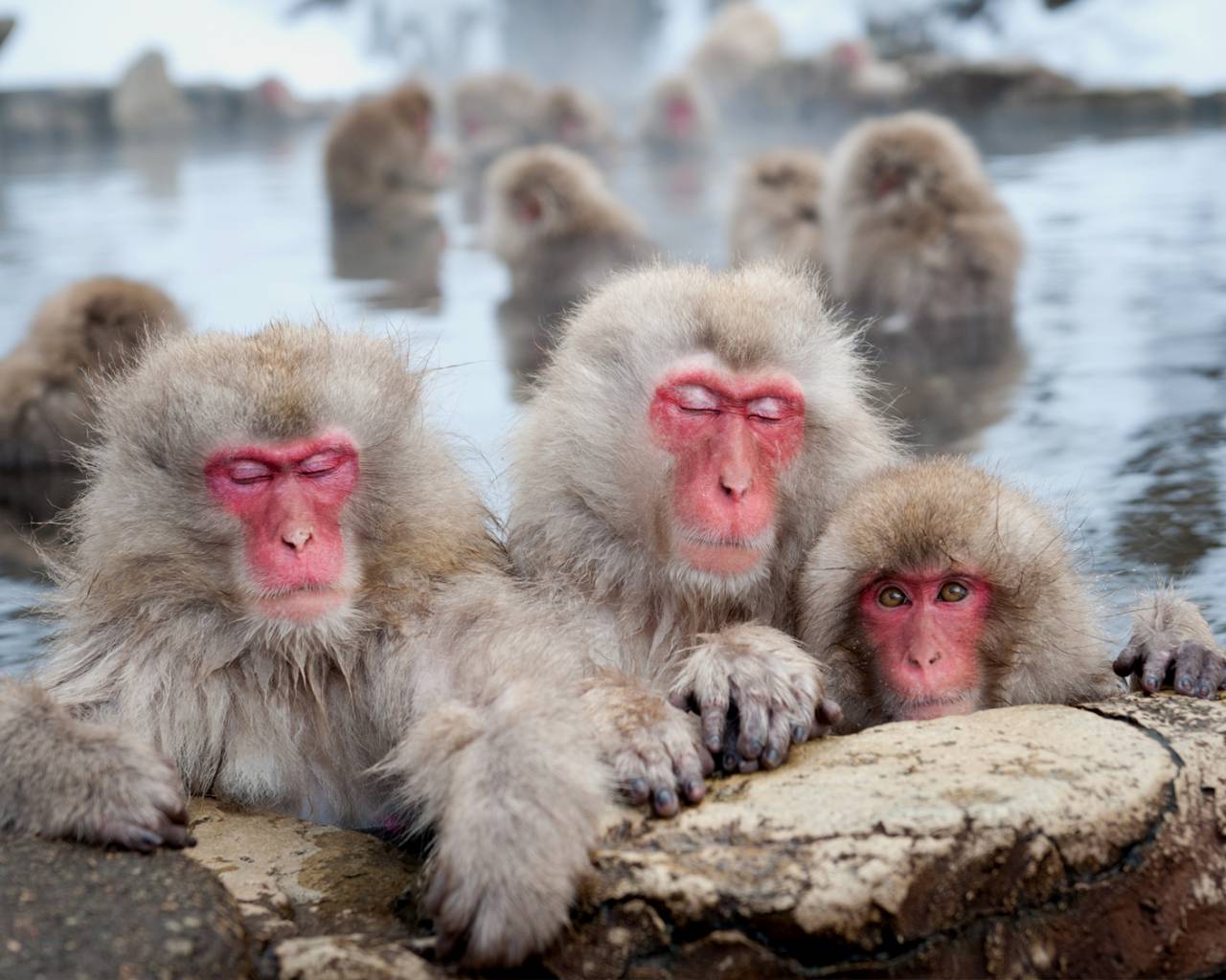 Snow Monkey Hierarchy: The Top Monkeys - SNOW MONKEY RESORTS