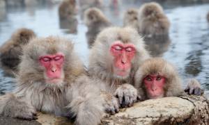 Snow Monkeys - Japan Tours - On The Go Tours