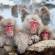 Snow Monkeys in Nagano | Japan