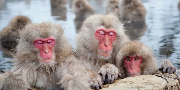 Snow Monkeys in Nagano | Japan