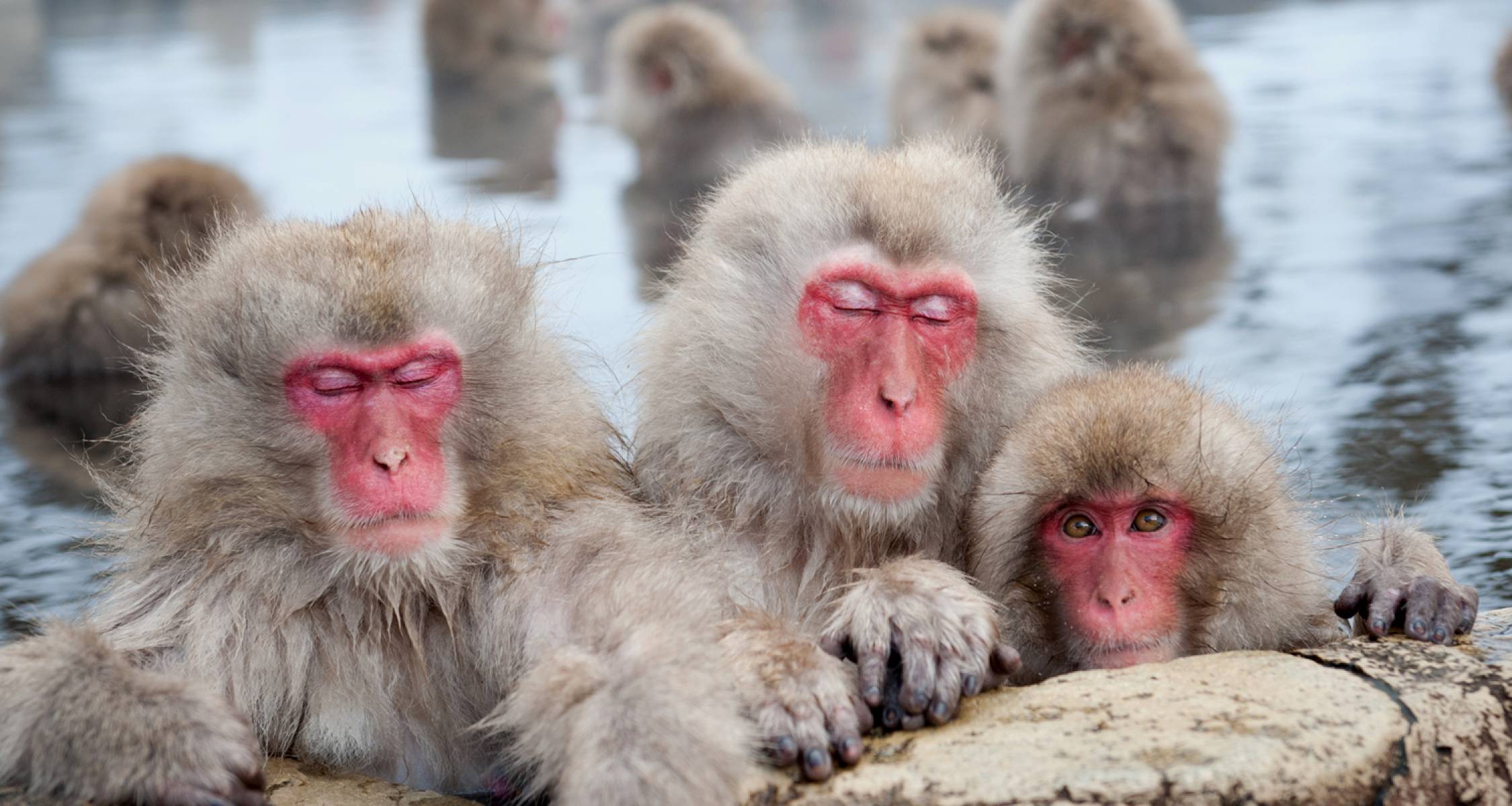 Snow Monkey Winter Tour of Japan | On The Go Tours