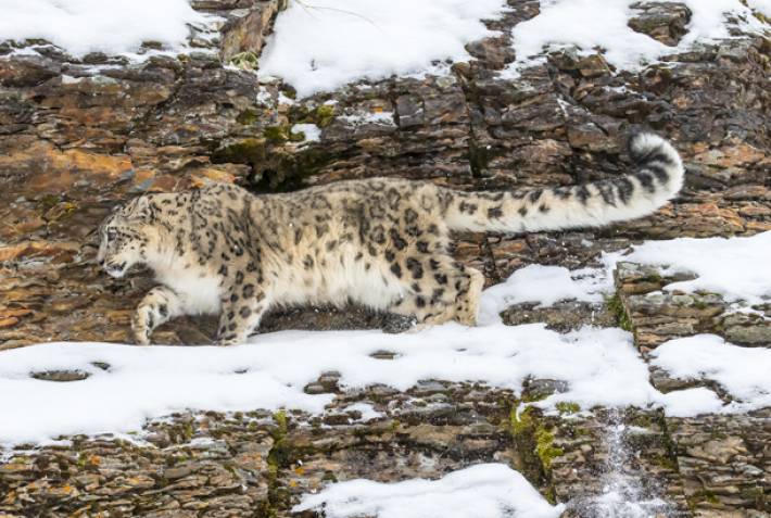 Snow leopard in Sagarmatha National Park - Nepal - On The Go Tours