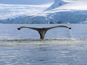 Solar Eclipse & Antarctica Explorer 2021 main image - humpback whale tail