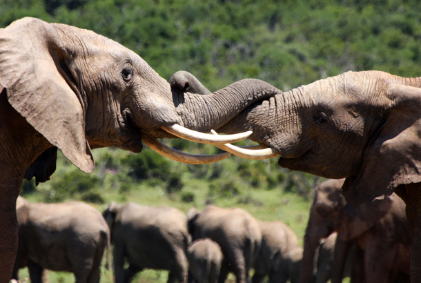 Elephants in South Africa
