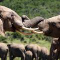 Elephants with their trunks entwined at Addo Elephant Park