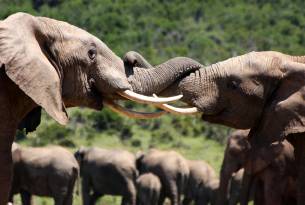 South Africa - Addo Elephant Park