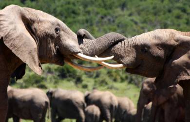 Addo Elephant Park is one of the best places to visit in South Africa
