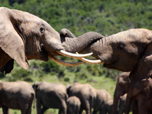 Elephants with their trunks entwined at Addo Elephant Park