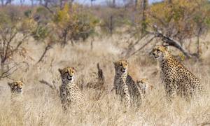 South Africa, Eswatini & Lesotho main image - couple in Hermanus