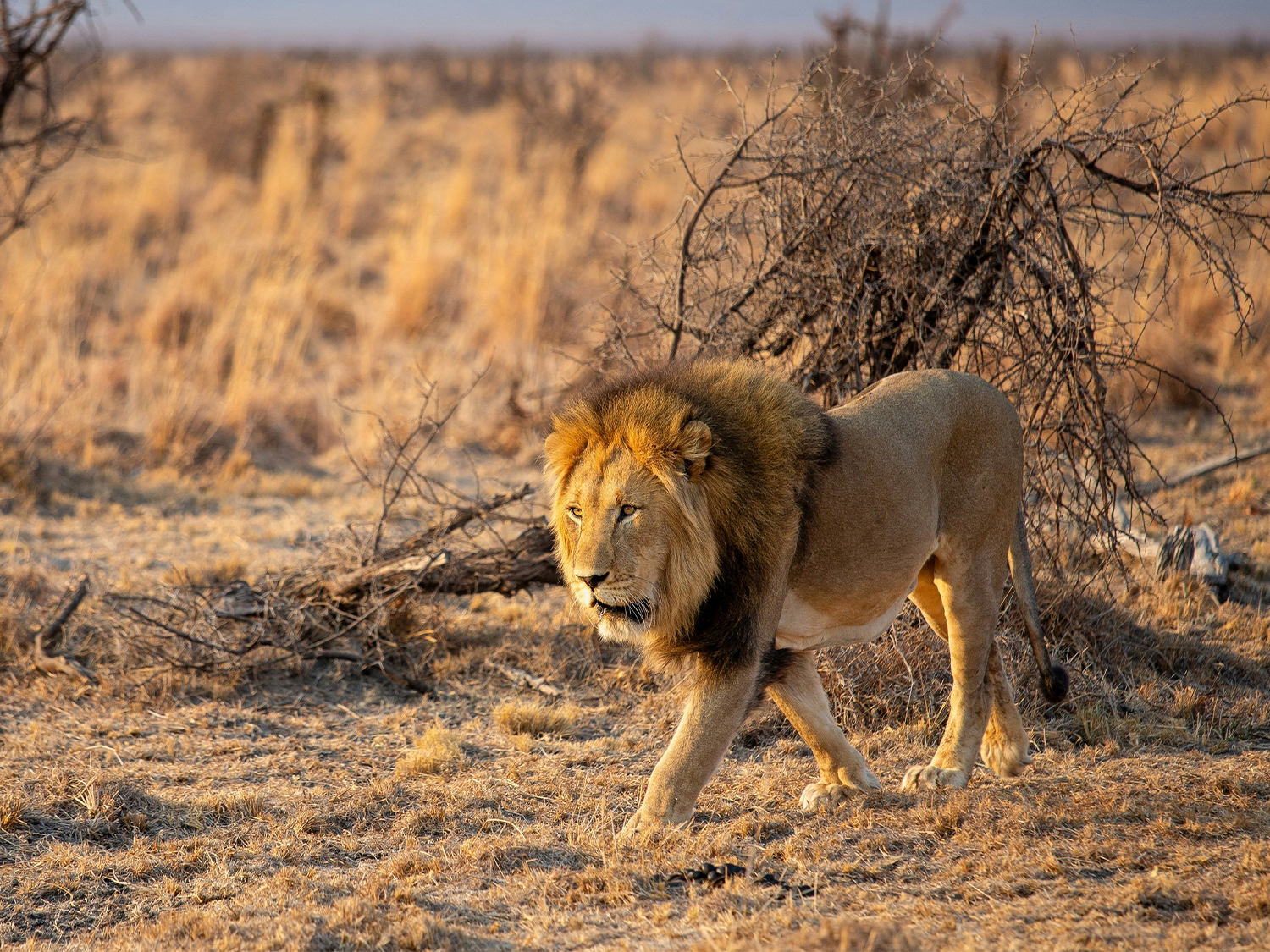 Day 5 - Cape Town to Entabeni Safari Conservancy