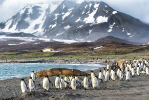 South Georgia Island - Antarctica - On The Go Tours