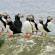 Puffins in summer | Iceland 