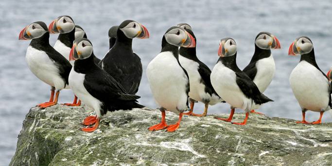 Puffins in summer | Iceland 