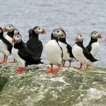 Puffins in summer | Iceland