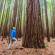 South Island Explorer main image - Rotorua redwoods