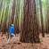 A man gazes up at a Redwood tree in Rotorua | New Zealand