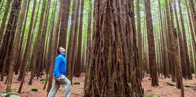 A man gazes up at a Redwood tree in Rotorua | New Zealand