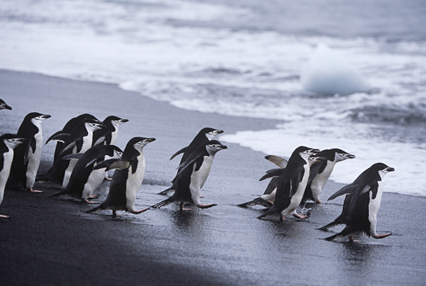 A colony of Chinstrap penguins wading into the sea on the South Shetland Islands