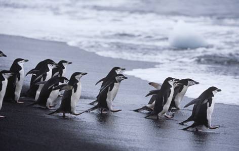 South Shetland Islands - Antarctica - On The Go Tours