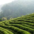 Tea plantations covering the hills of Boseong at sunset