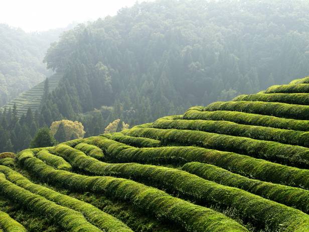 Tea plantations covering the hills of Boseong at sunset