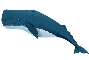 Sperm whale illustration - On The Go Tours