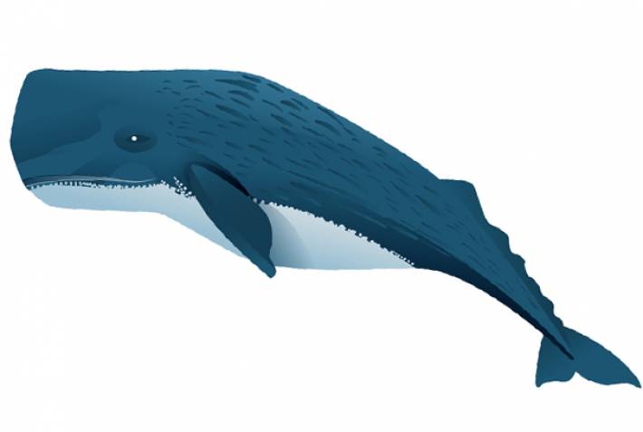 Sperm whale illustration - On The Go Tours