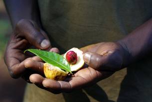 Spice plantation on Zanzibar - On The Go Tours