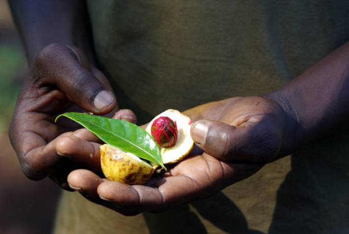 Spice plantation on Zanzibar - On The Go Tours