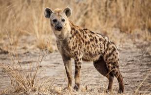 Spotted hyena in Africa - On The Go Tours