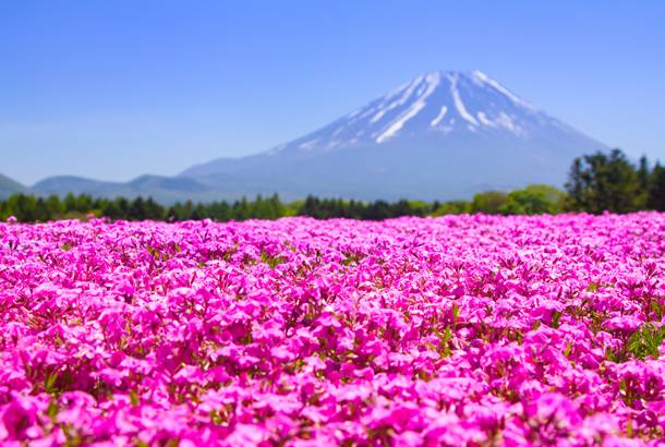 Spring flowers in front of Mt Fuji - Japan - On The Go Tours