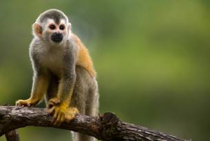 Squirrel monkey in Costa Rica - Wildlife Guide - On The Go Tours