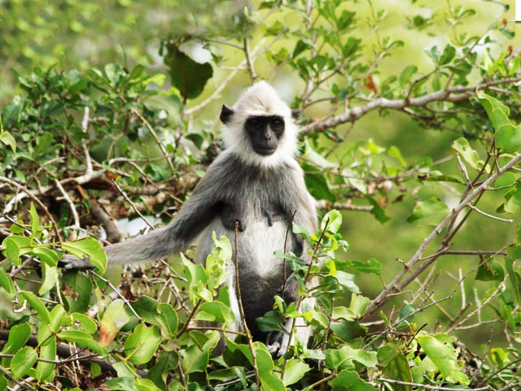Day 11 - Yala National Park