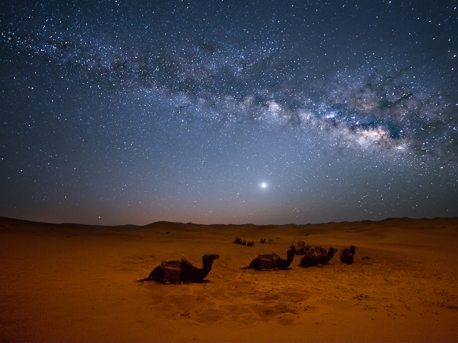 The Sahara Desert at night with a camel resting and the stars overhead