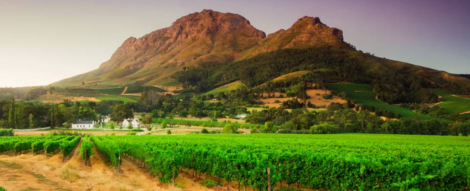 Grassy plains with mountain in the background in Stellenbosch