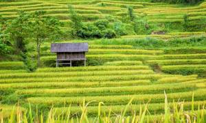 Stilt houses of the Thai tribes in Mai Chau - Vietnam - On The Go Tours